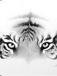 pic for tiger look